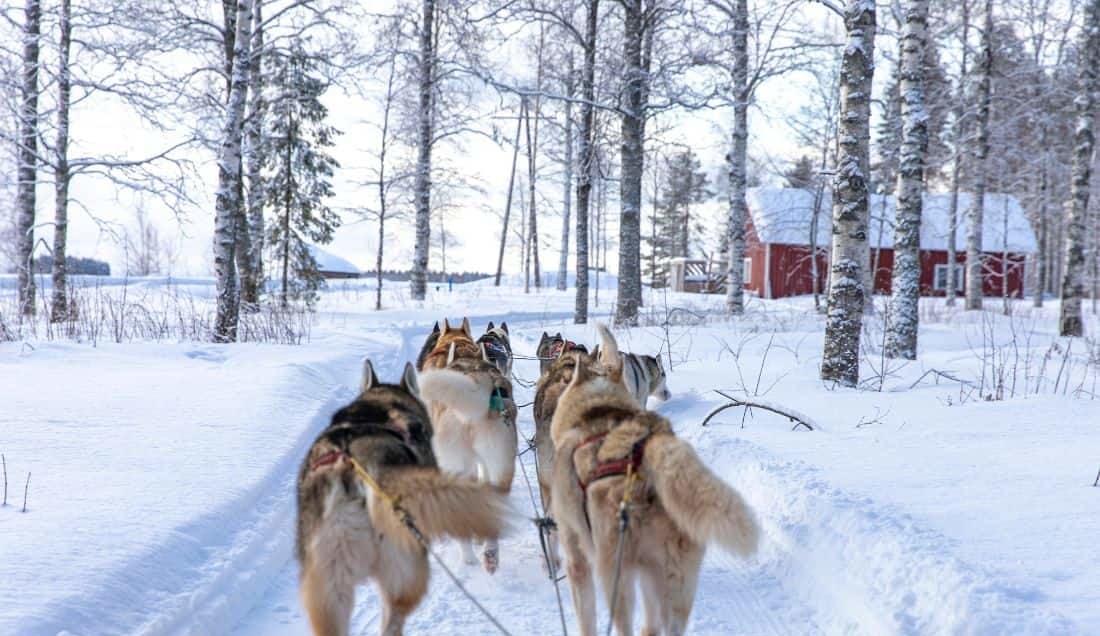 Enjoy a Husky safari