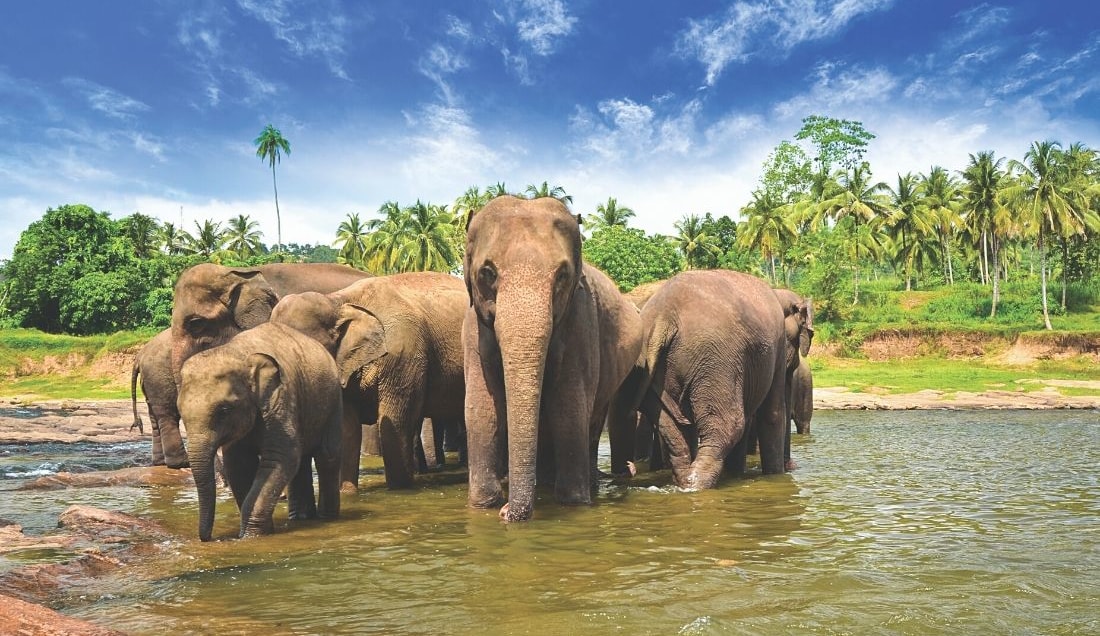 See elephants in Yala National Park