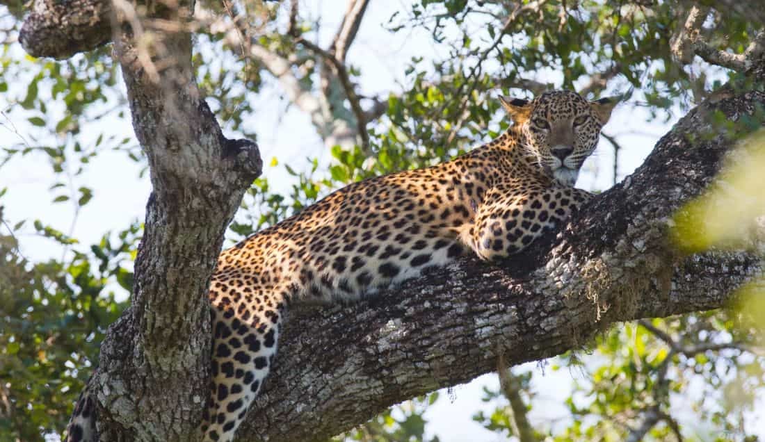 Spot Leopards in Yala National Park