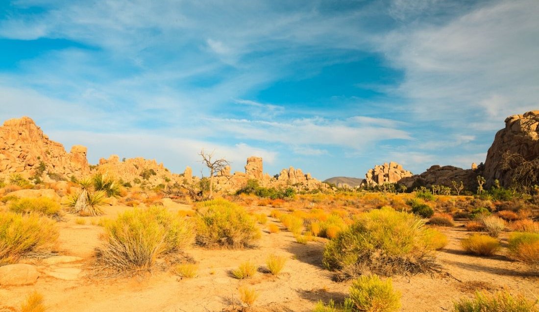Travel Through Mojave Desert