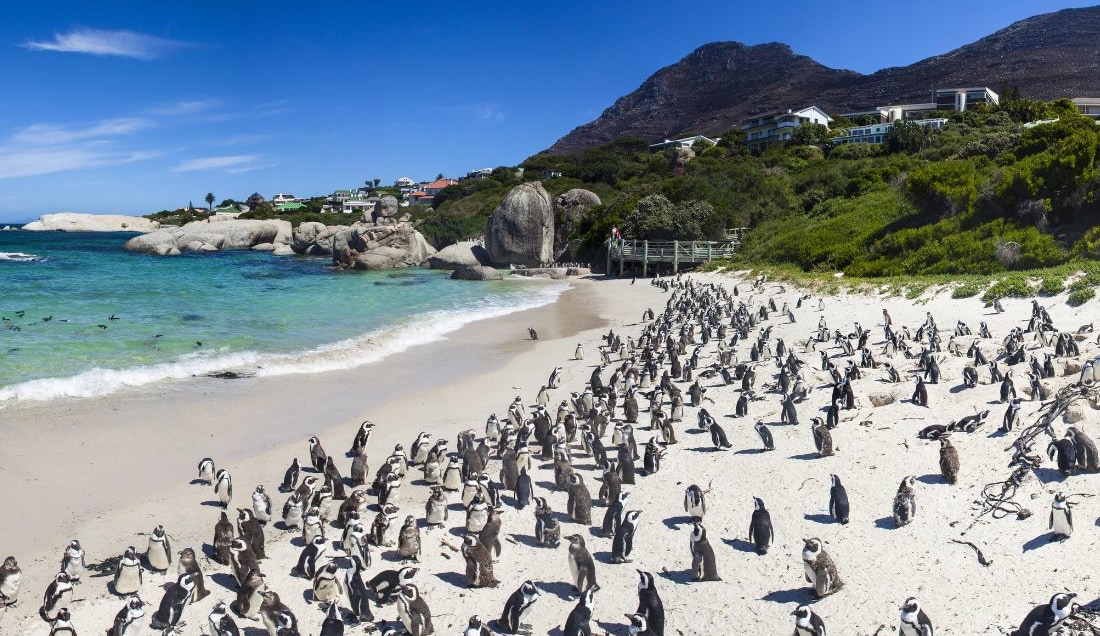Explore South Africa - Cape Town, Johannesburg & Kruger Safari
