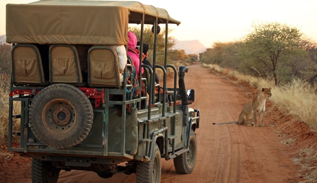 Experience Etosha Safari