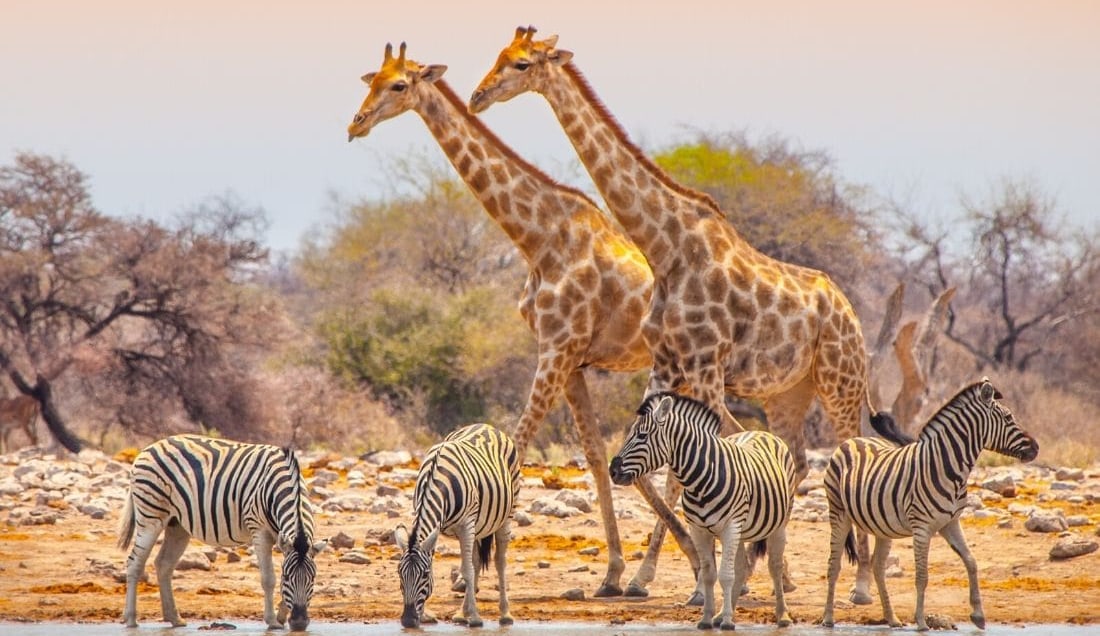Experience an Etosha game drive.