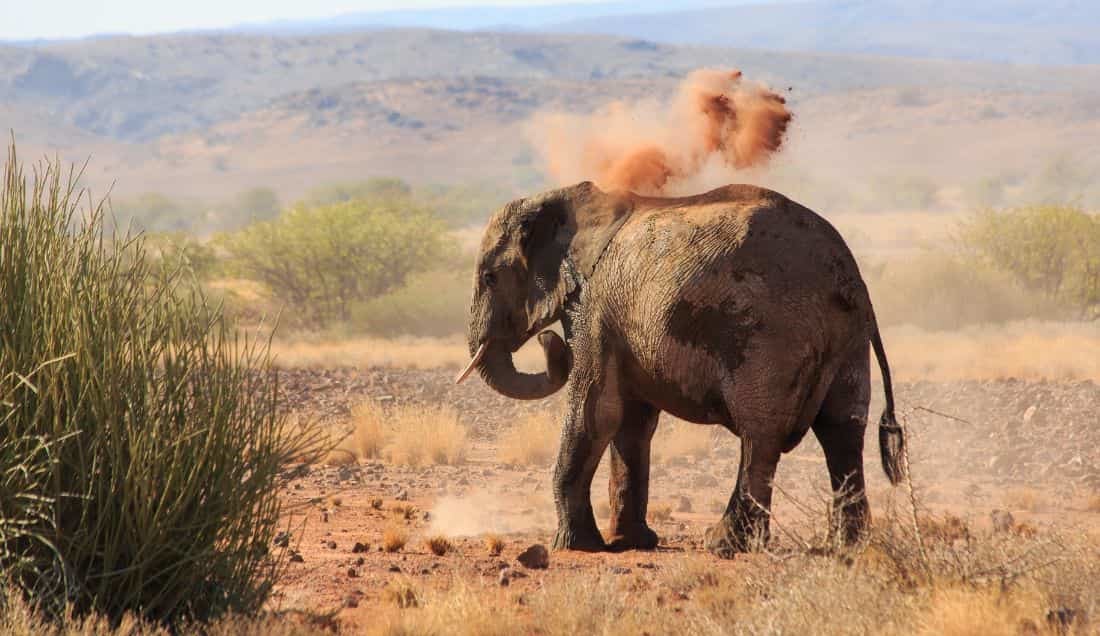 Search for the Desert Elephants