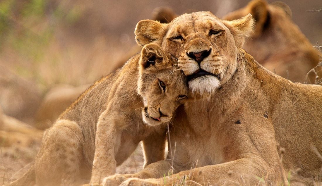 See Lions in Kruger National Park