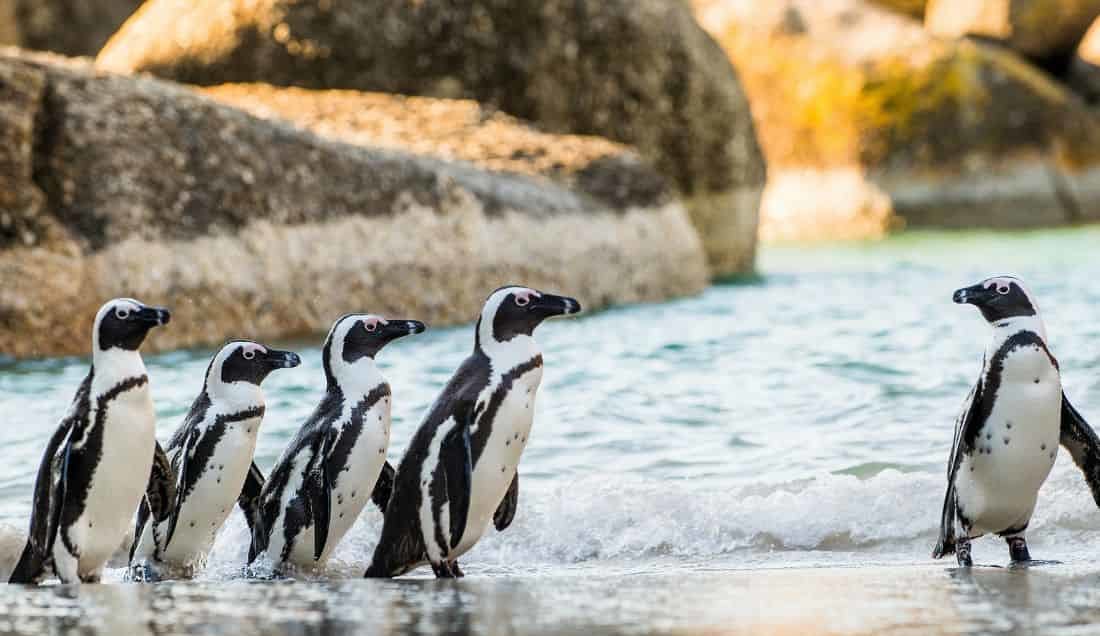 See African penguins at Boulders Beach.