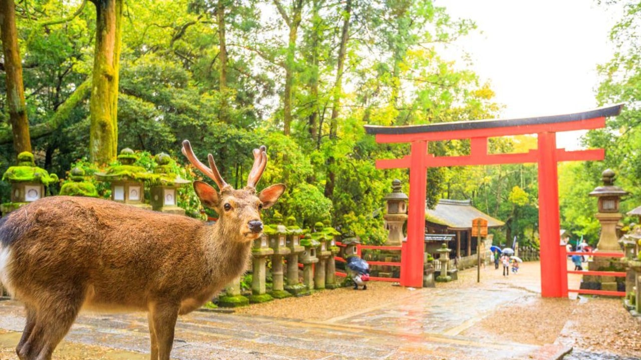 Best time to go to Japan