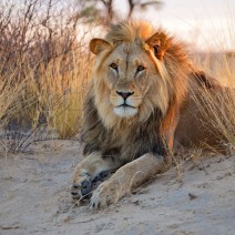 Kariega Game Reserve