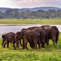 Yala National Park