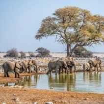 Etosha National Park