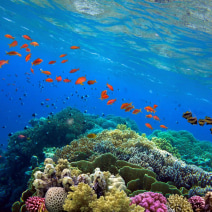 Great Barrier Reef