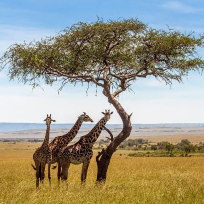 South Africa