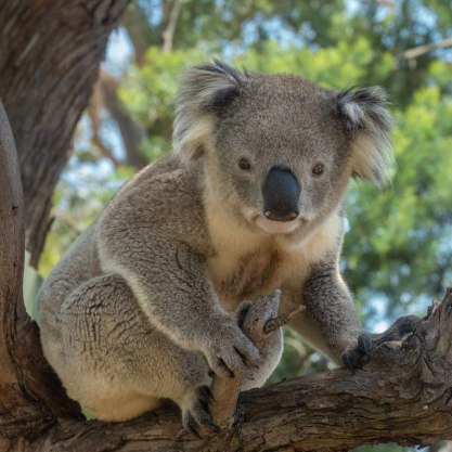 Australia