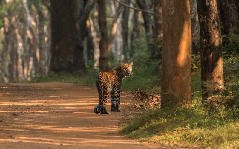 Everything you need to know before going on a safari tour