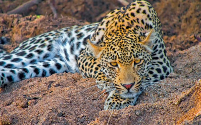 Best wildlife travel destinations – Inspired by David Attenborough