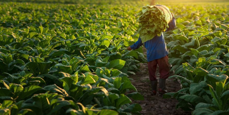 Visit Cuban family farm.jpg