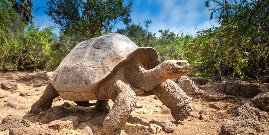 See giant tortoises - Galapagos islands.jpg