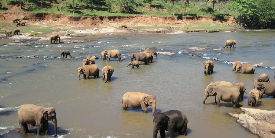 Yala National Park.jpg