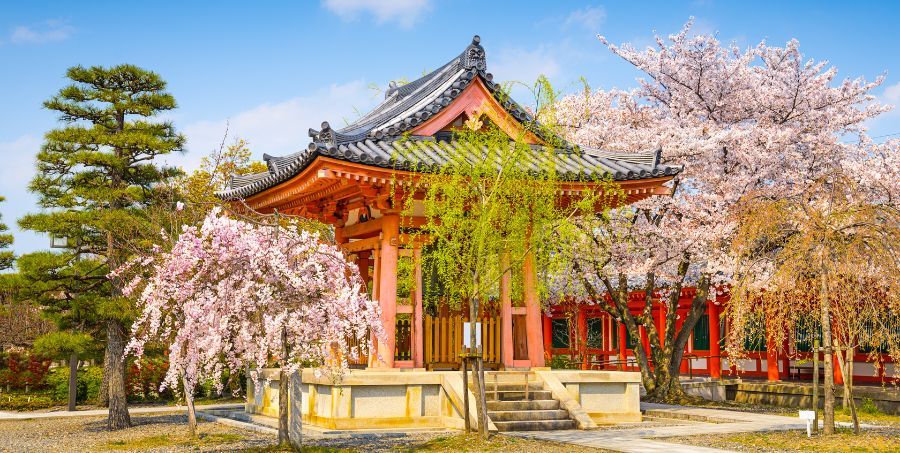 Cherry blossom in Japan.jpg