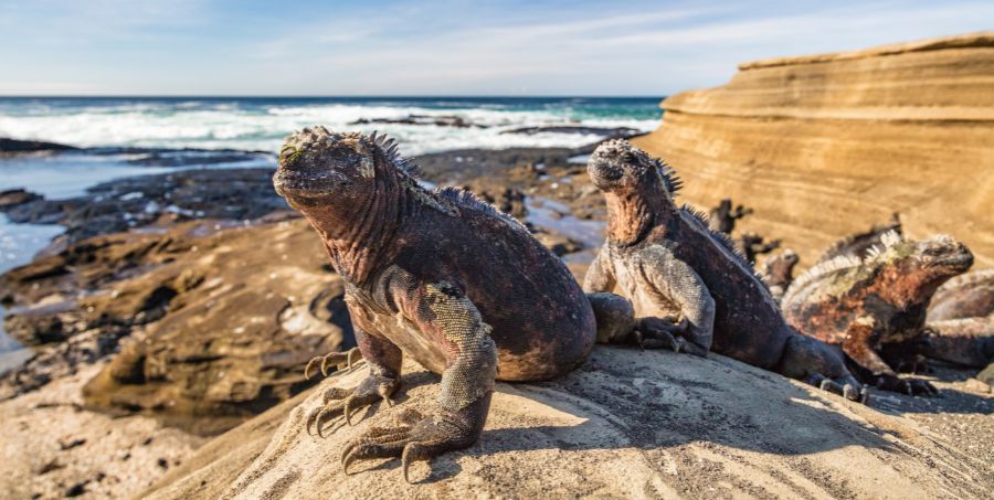 Galapagos .jpg
