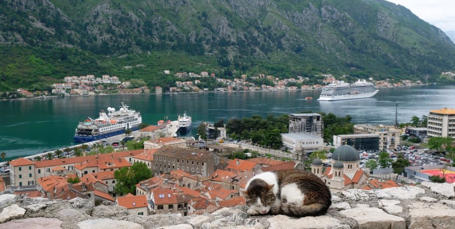 Visit Kotor Montenegro Cat Museum.jpg