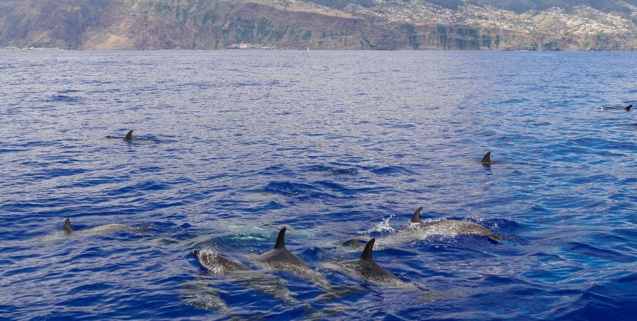Dolphins-swimming-off-Madeira-Coast.jpg
