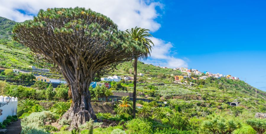 Icod de los Vinos.jpg