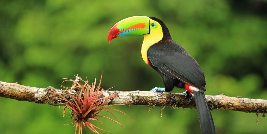 Close up of toucan bird.jpg