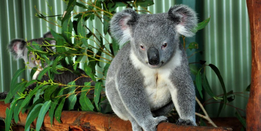 Koala at Featherdale wildlife park.jpg