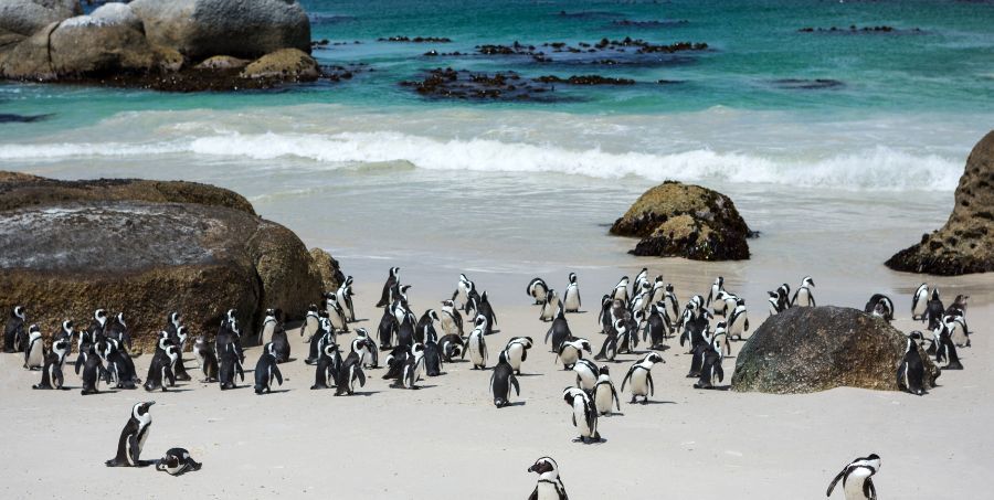 Penguin Colony - Boulders Beach.jpg