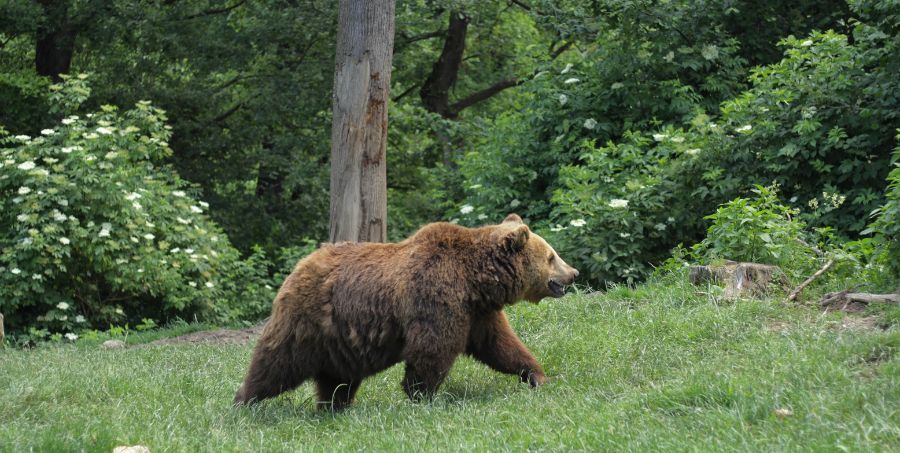 brown-bear-libearty-bear-sanctuary-romania.jpg