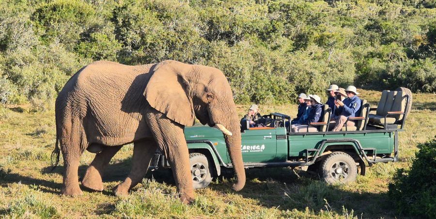 Elephant-Kariega-Game-Reserve.jpg
