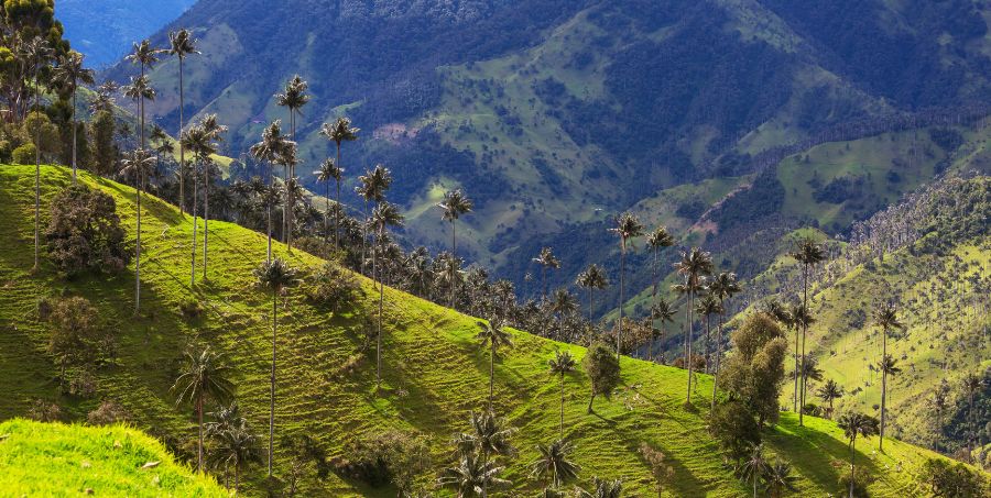 cocora-valley-wax-palm-trees-colombia.jpg