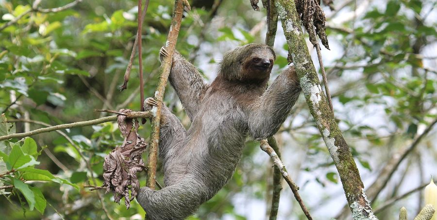 three-toed-sloth-rainforest-costa-rica-wildlife.jpg