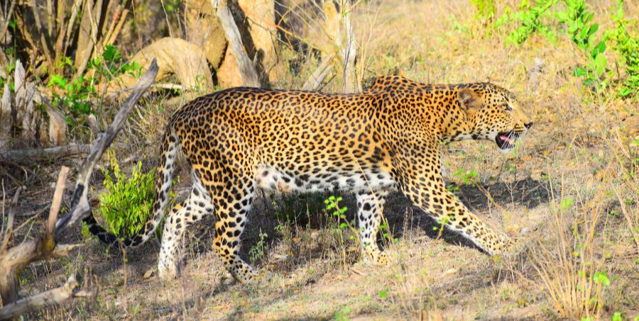 leopard-walking-yala-national-park-sri-lanka-wildlife.jpg