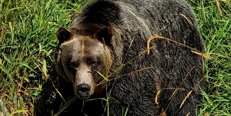 grizzly-bear-close-up-canada-wildlife.jpg