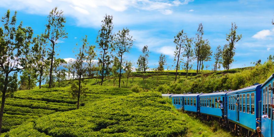 sri-lanka-hill-country-train-tea-plantation..jpg