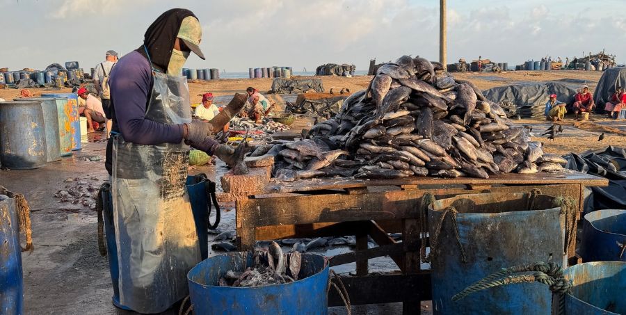 negombo-beach-fish-market-sri-lanka.jpg