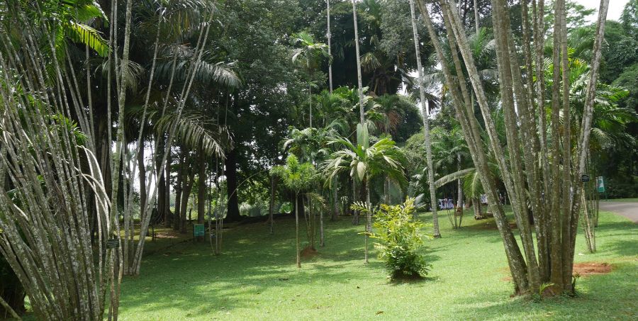 royal-botanic-gardens-peradeniya-kandy-palms.jpg