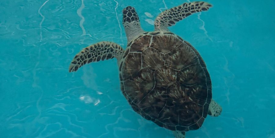 green-sea-turtle-swimming-sri-lanka-hatchery.jpg