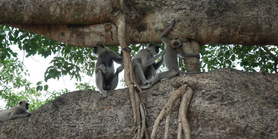 grey-langur-monkeys-banyan-tree-sri-lanka.jpg