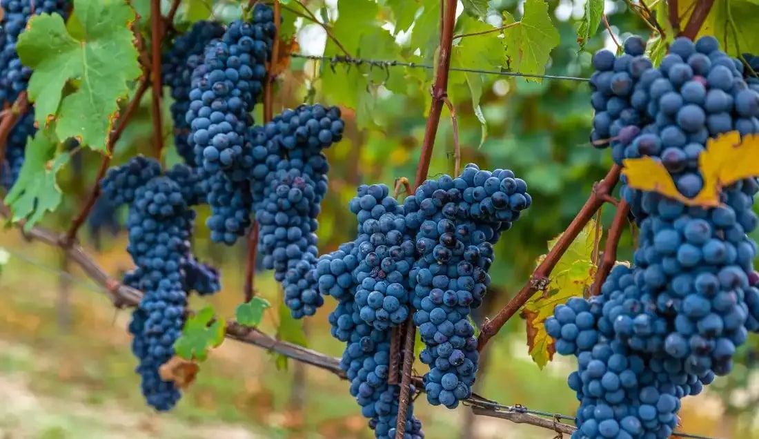 Enjoy wine tasting in Barolo