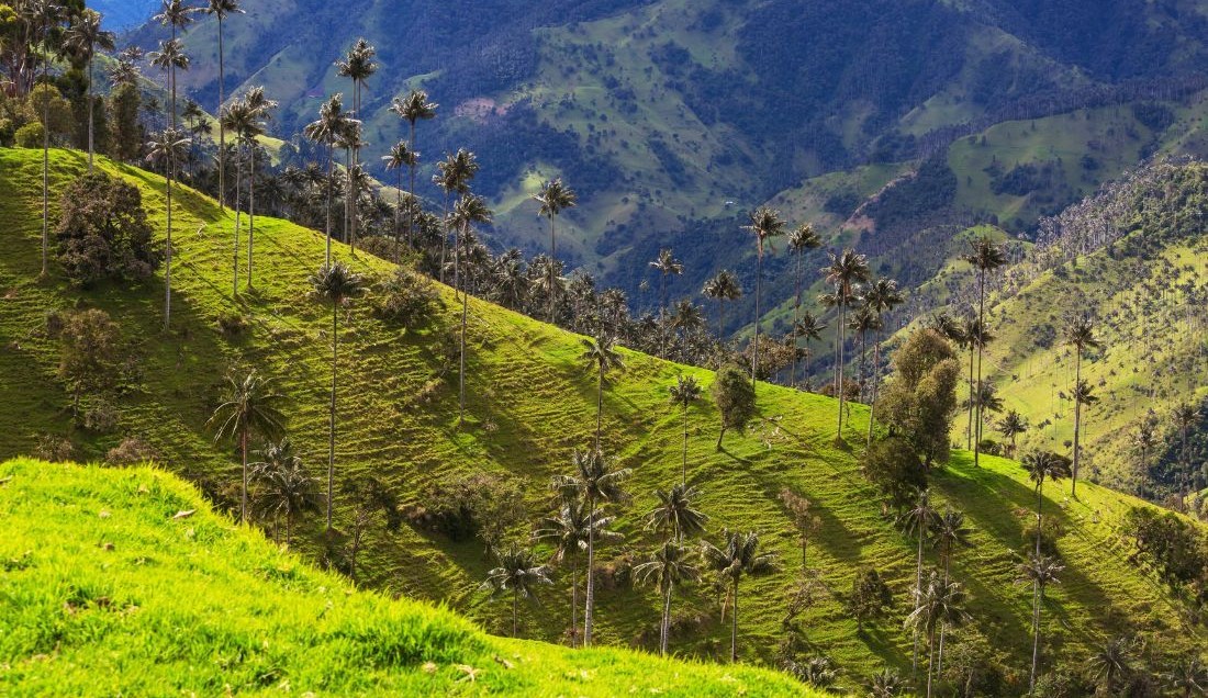 Experience the stunning landscapes of Cocora Valley