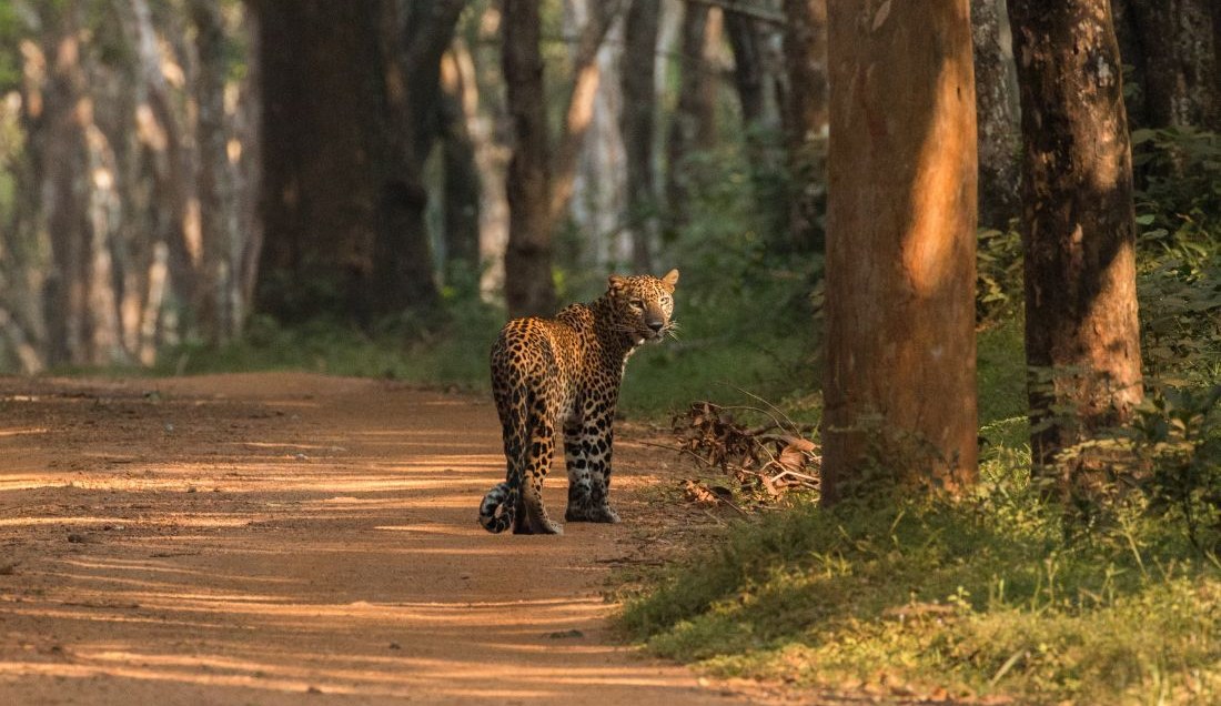 Try to spot the elusive leopard in Yala Park
