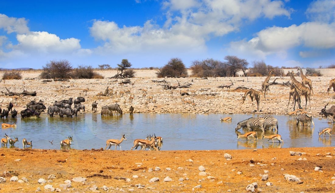 Experience an incredible safari in Etosha National Park