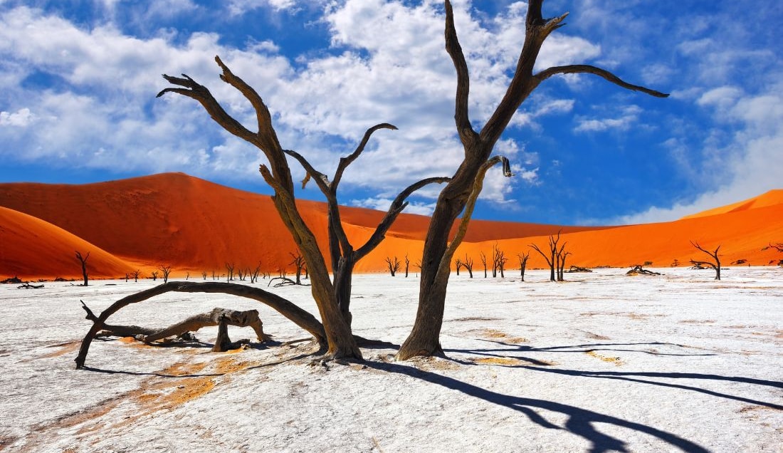 See the remarkable ancient trees of Deadvlei