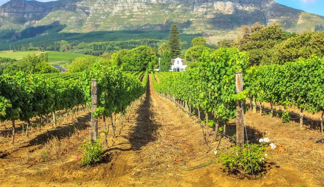 Enjoy tasting wine in Stellenbosch