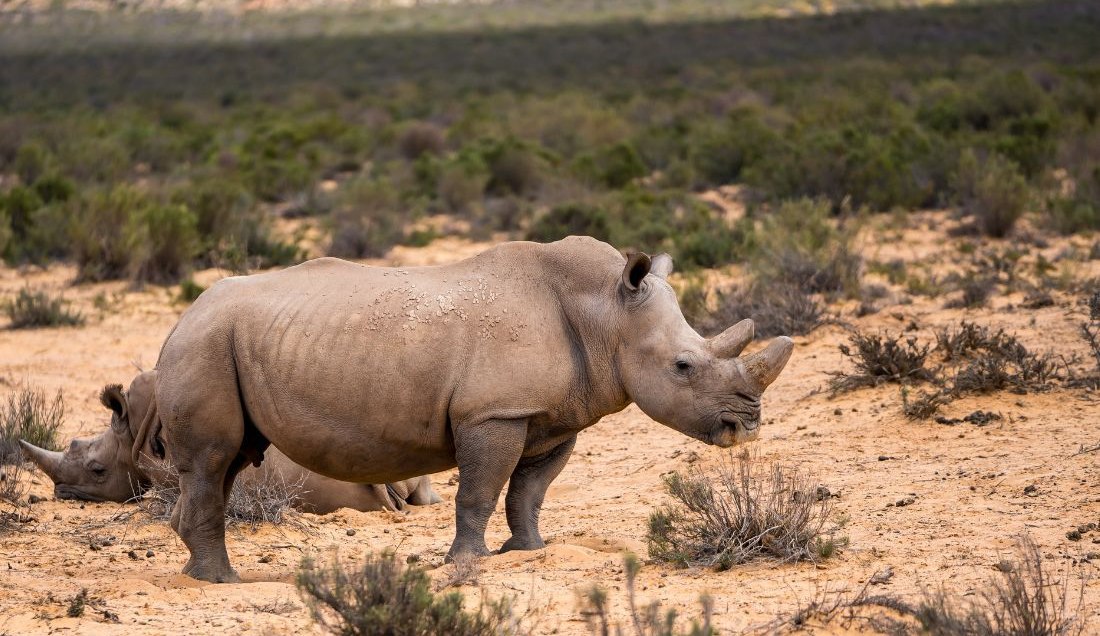 Spot rhinos in Aquila Private Game Reserve