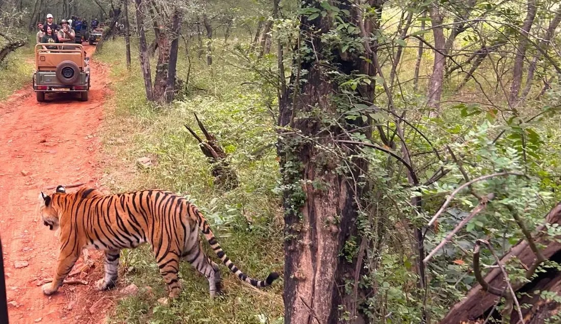 Ranthambore Park - Customer Photo - Credit: Margaret O'Brien