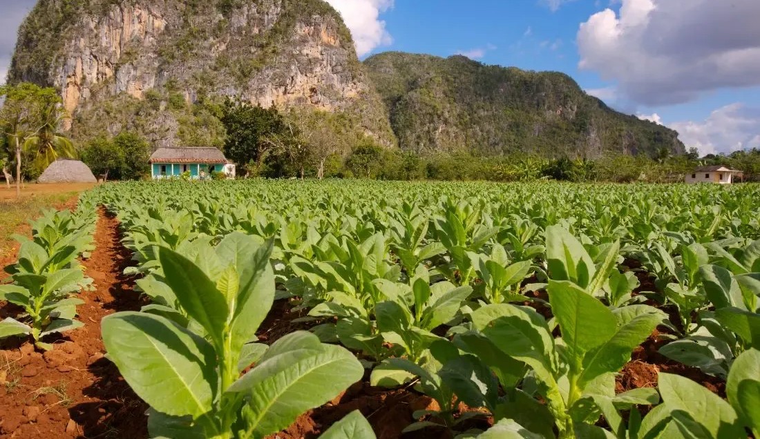 Colourful Vinales Town, Cuba